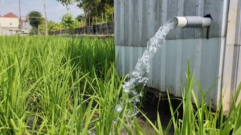 Irrigation of rice fields using pump. Stock Footage 277069512