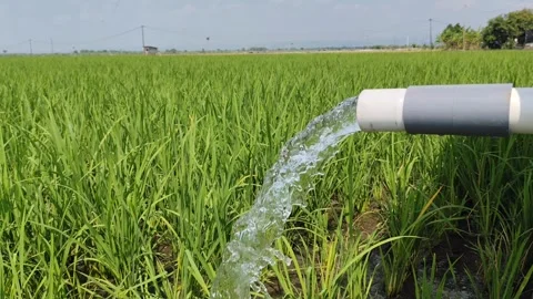 Irrigation of rice fields using pump. Stock Footage 277069515