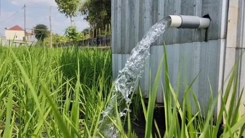 Irrigation of rice fields using pump. Stock Footage 277069516
