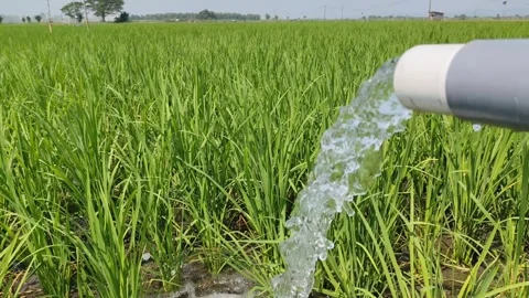 Irrigation of rice fields using pump. Stock Footage 277069546
