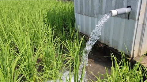 Irrigation of rice fields using pump. Stock Footage 277069549