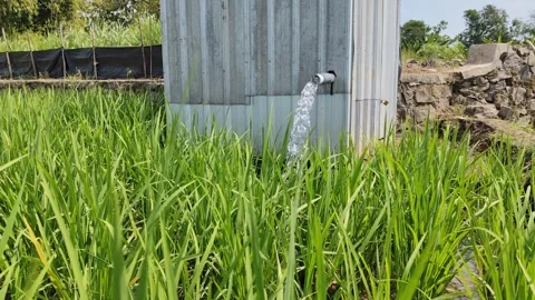 Irrigation of rice fields using pump. Stock Footage 277069559