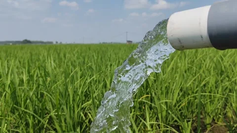 Irrigation of rice fields using pump. Stock Footage 277069595