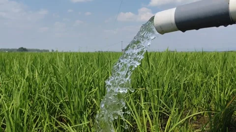 Irrigation of rice fields using pump. Stock Footage 277069597