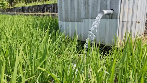 Irrigation of rice fields using pump. Stock Footage 277069598