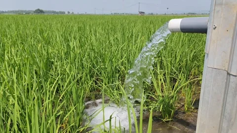 Irrigation of rice fields using pump. Stock Footage 277069633