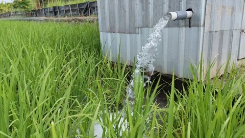 Irrigation of rice fields using pump. Stock Footage 277069634