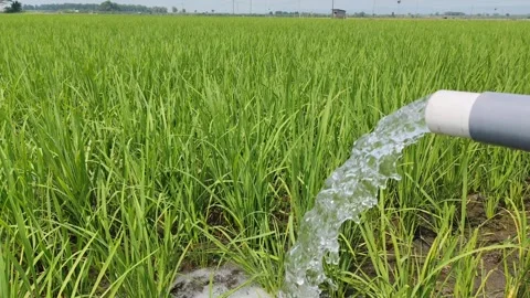 Irrigation of rice fields using pump. Stock Footage 277069794