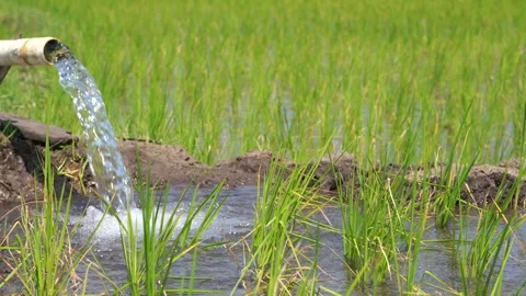 Irrigation of rice fields using pump. Stock Footage 277111886