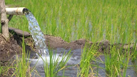 Irrigation of rice fields using pump. Stock Footage 277111887