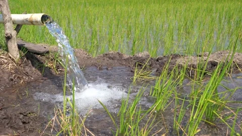 Irrigation of rice fields using pump. Stock Footage 277111888