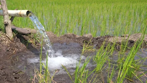 Irrigation of rice fields using pump. Stock Footage 277111890