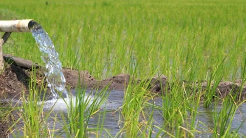Irrigation of rice fields using pump. Stock Footage 277111892