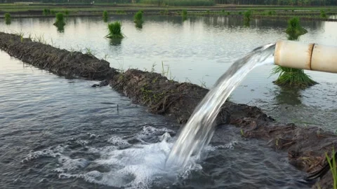 Irrigation of rice fields using pump. Stock Footage 277112035