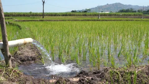 Irrigation of rice fields using pump. Stock Footage 277112037