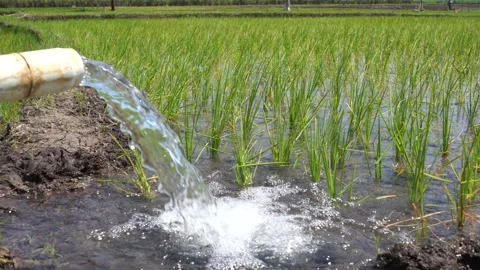 Irrigation of rice fields using pump. Stock Footage 277112042