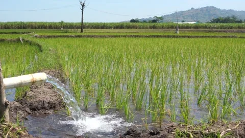 Irrigation of rice fields using pump. Stock Footage 277112052