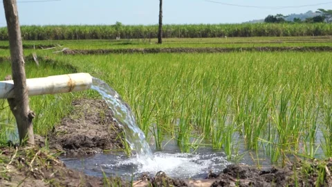 Irrigation of rice fields using pump. Stock Footage 277112064