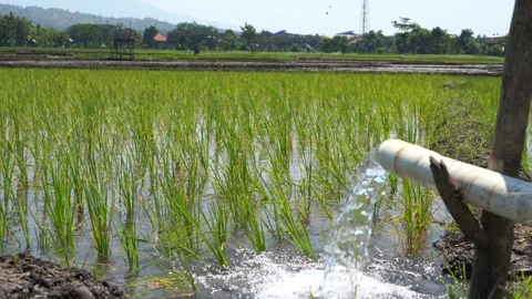 Irrigation of rice fields using pump. Stock Footage 277112144