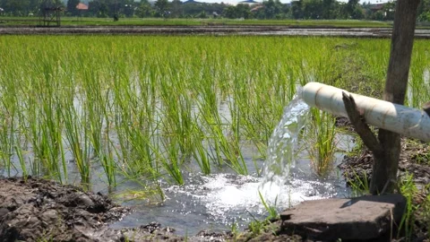 Irrigation of rice fields using pump. Stock Footage 277112168
