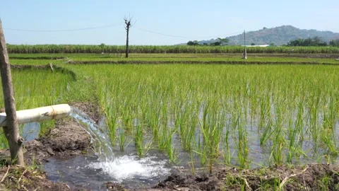 Irrigation of rice fields using pump. Stock Footage 277112169
