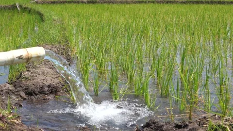 Irrigation of rice fields using pump. Stock Footage 277112225