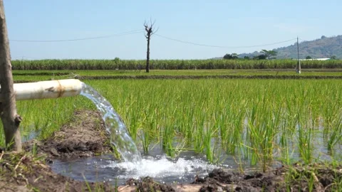 Irrigation of rice fields using pump. Stock Footage 277112244