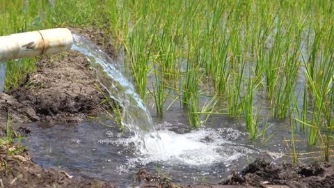 Irrigation of rice fields using pump. Stock Footage 277112294