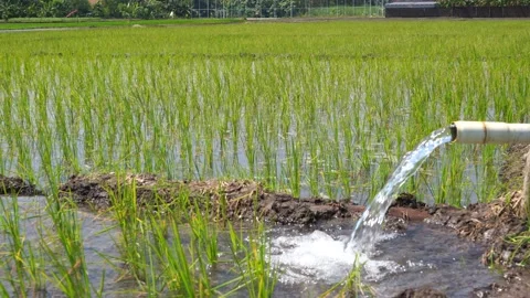 Irrigation of rice fields using pump. Stock Footage 277112297
