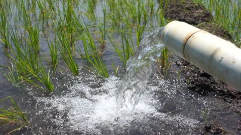 Irrigation of rice fields using pump. Stock Footage 277112298