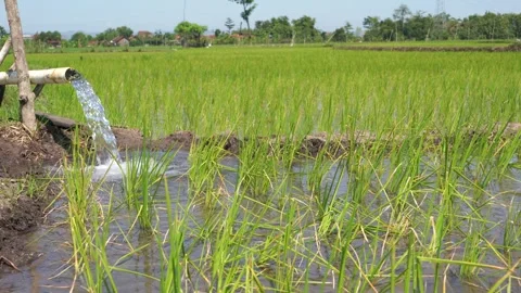 Irrigation of rice fields using pump. Stock Footage 277112332