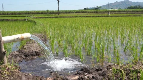 Irrigation of rice fields using pump. Stock Footage 277112347