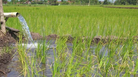 Irrigation of rice fields using pump. Stock Footage 277112401
