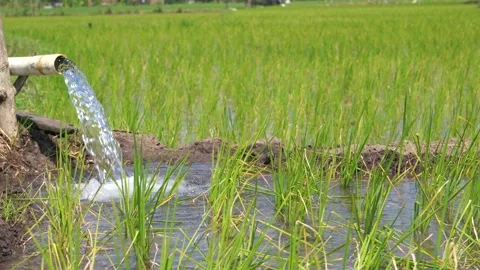 Irrigation of rice fields using pump. Stock Footage 277112404