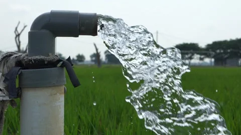 Irrigation of rice fields using pump. Stock Footage 283247443