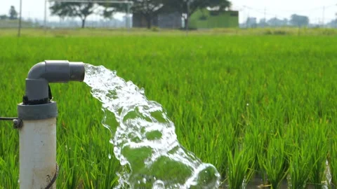 Irrigation of rice fields using pump. Stock Footage 283247444