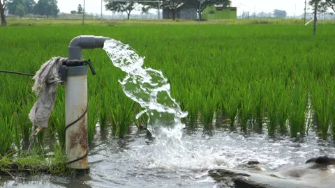 Irrigation of rice fields using pump. Stock Footage 283247456