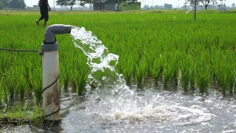 Irrigation of rice fields using pump. Stock Footage 283247460