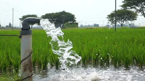 Irrigation of rice fields using pump. Stock Footage 283247494