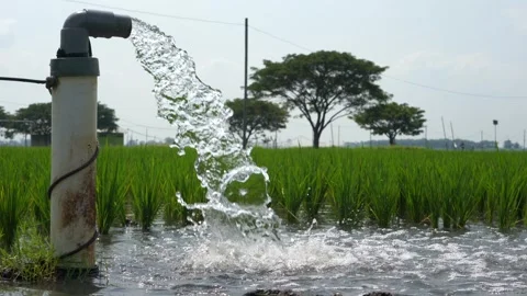 Irrigation of rice fields using pump. Stock Footage 283248860