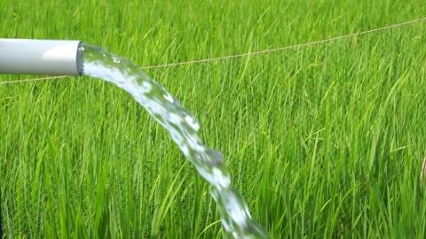 Irrigation of rice fields using pump. Stock Footage 283249027