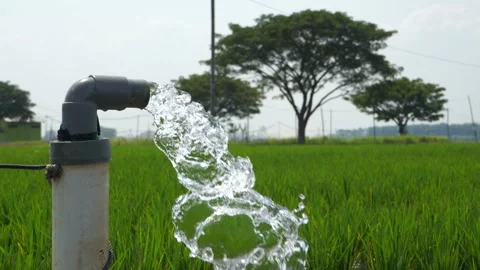 Irrigation of rice fields using pump. Stock Footage 283249050