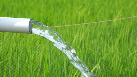 Irrigation of rice fields using pump. Stock Footage 283249115
