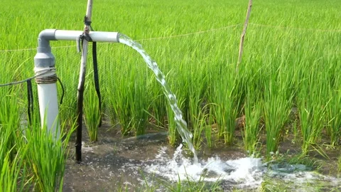 Irrigation of rice fields using pump. Stock Footage 283249149