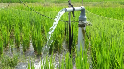 Irrigation of rice fields using pump. Stock Footage 283249150