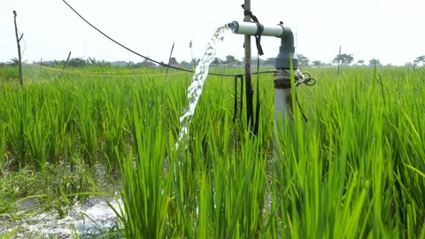 Irrigation of rice fields using pump. Stock Footage 283249435