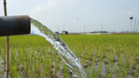 Irrigation of rice fields using pump. Stock Footage 283250507