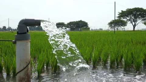Irrigation of rice fields using pump. Stock Footage 283250509