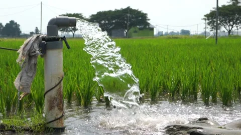 Irrigation of rice fields using pump. Stock Footage 283250595