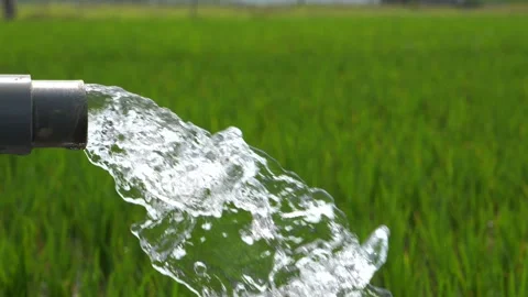 Irrigation of rice fields using pump. Stock Footage 283250662